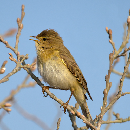 Willow Warbler Phylloscopus trochilus.jpg &copy; Andreas Trepte