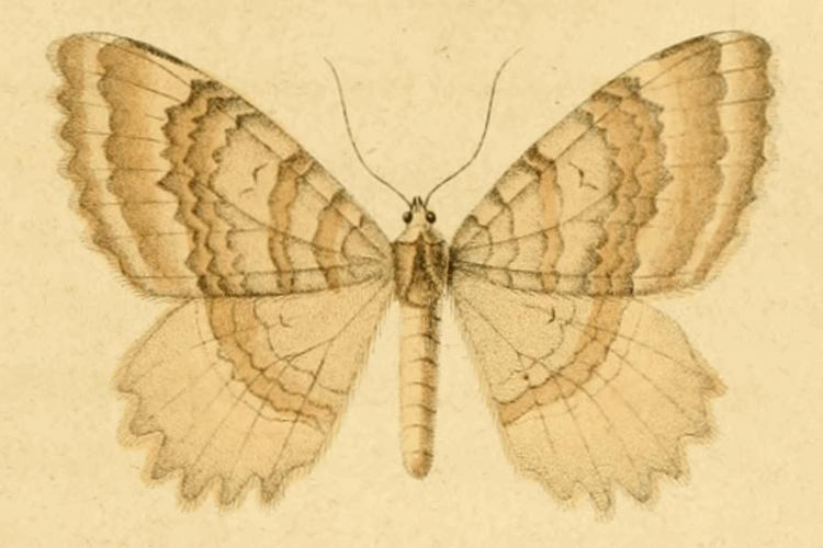 Triphosa sabaudiata.JPG &copy; DUPONCHEL
