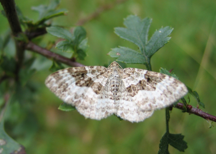 Epirrhoe alternata-01 (xndr).jpg &copy; Commons