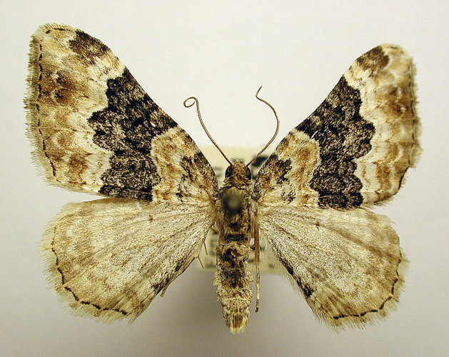 Epirrhoe galiata.jpg &copy; M. Virtala