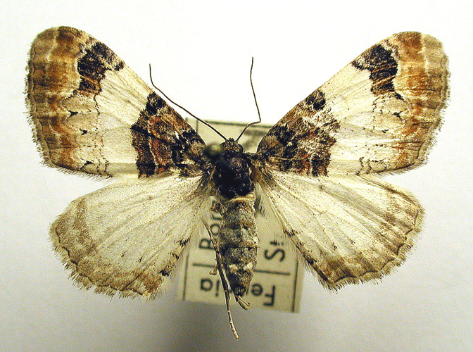 Catarhoe cuculata.jpg &copy; M. Virtala