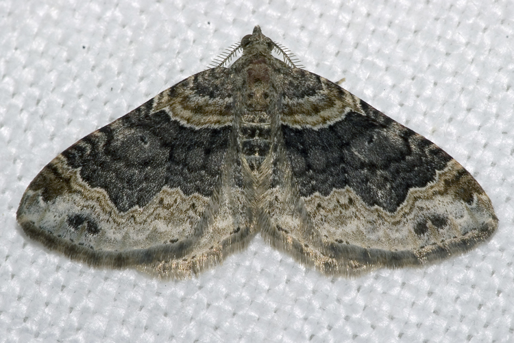 Xanthorhoe.ferrugata.7149.jpg &copy; Olei