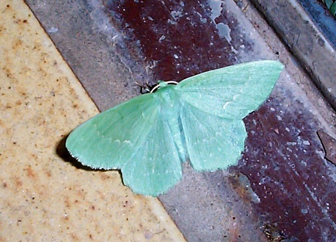Geometra papilionaria1.jpg &copy; User:Chrkl