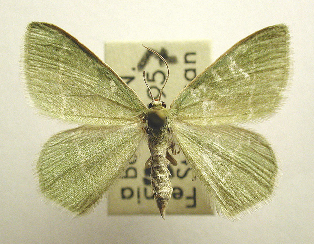 Chlorissa viridata.jpg &copy; M. Virtala