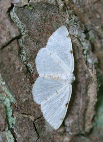 Lomographa bimaculata-01 (xndr).jpg &copy; No machine-readable author provided. Svdmolen assumed (based on copyright claims).