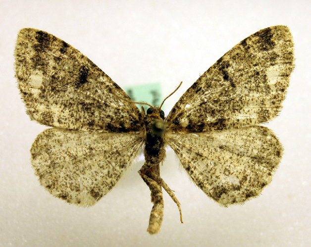 Parectropis similaria.JPG &copy; Marko Mutanen