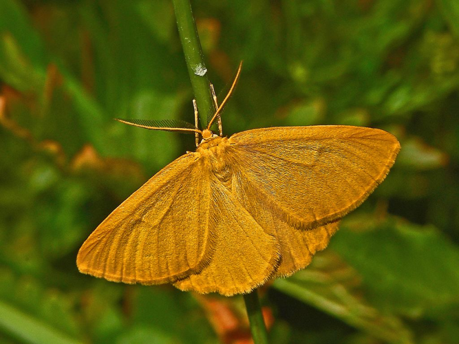 Geometridae - Crocota tinctaria.JPG &copy; Hectonichus