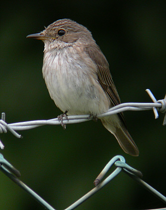 SpottedFlycatcheronfence.jpg &copy; Andrew Easton