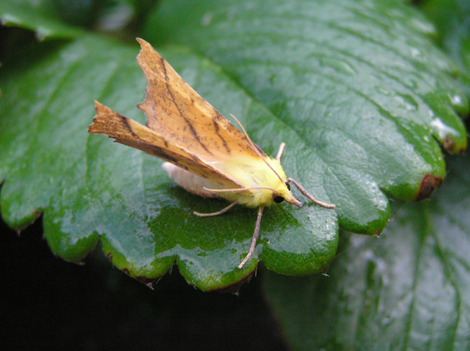 Ennomos alniaria FvL.jpg &copy; Fvlamoen