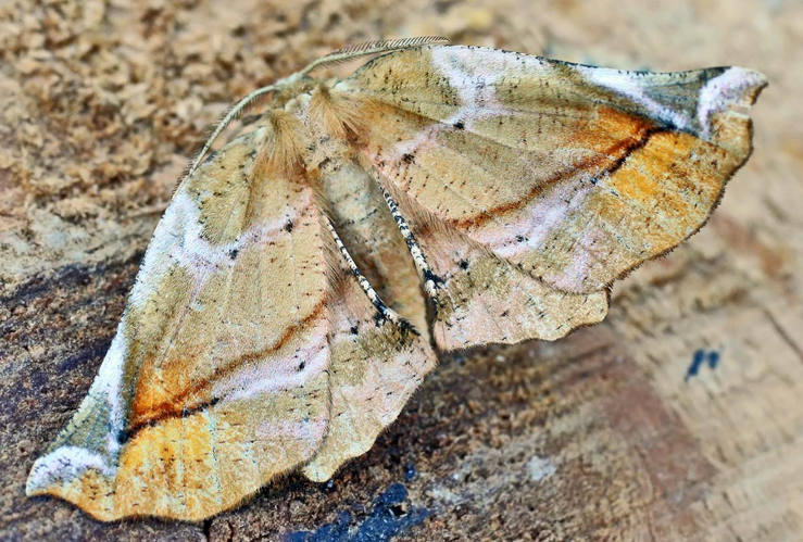 Apeira syringaria01.jpg &copy; Commons