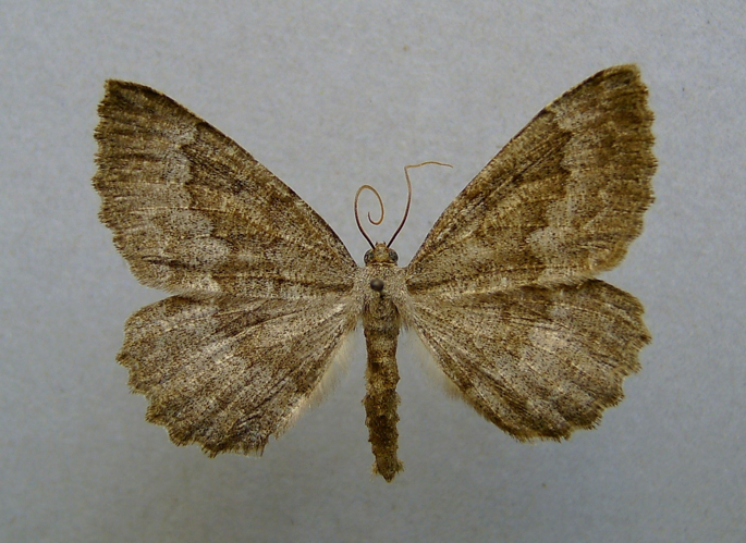Gnophos furvata.jpg &copy; Dumi
