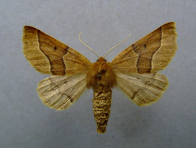 Crocallis tusciaria 01.JPG &copy; Dumi