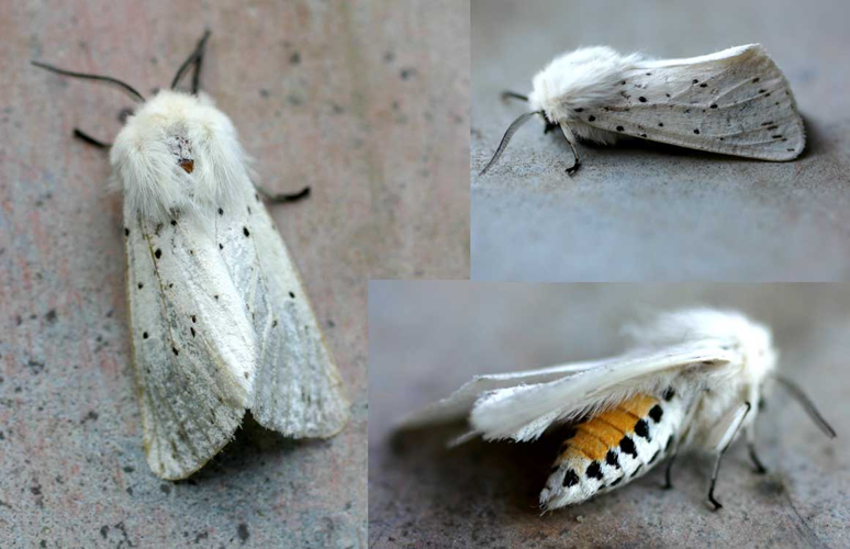 Spilosoma lubricipeda01.jpg &copy; Commons