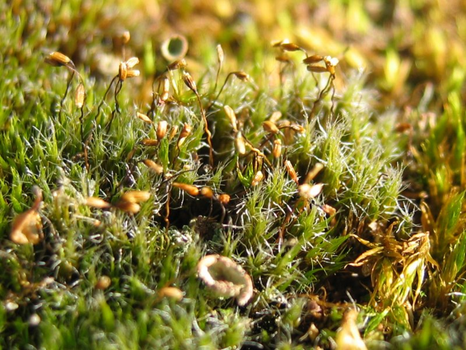 Campylopus introflexus.jpeg &copy; Kristian Peters -- Fabelfroh 07:36, 4 October 2006 (UTC)