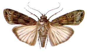 Agrotis ipsilon (ento-csiro-au).jpg &copy; Unknown authorUnknown author