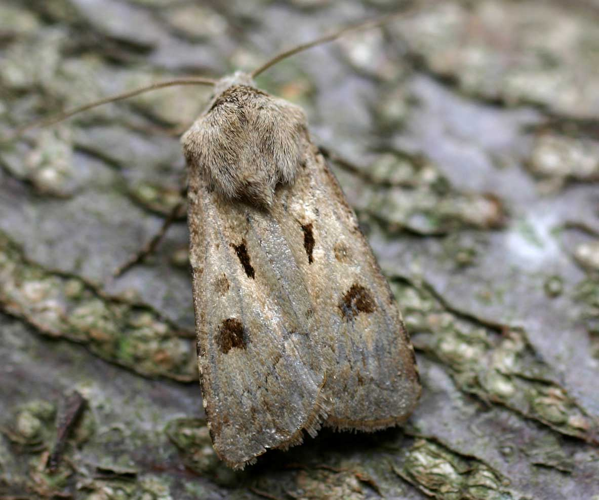 Agrotis exclamationis01.jpg &copy; Commons