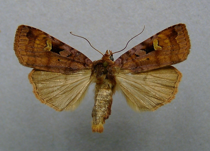 Diarsia brunnea.jpg &copy; Dumi