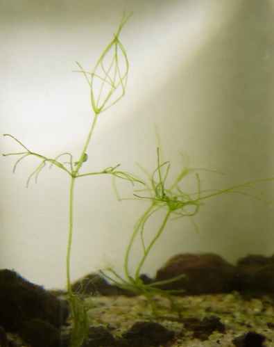 Nitella flexilis var. flexilis.JPG &copy; Show ryu