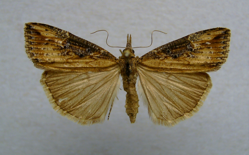 Hypena obesalis.jpg &copy; Dumi