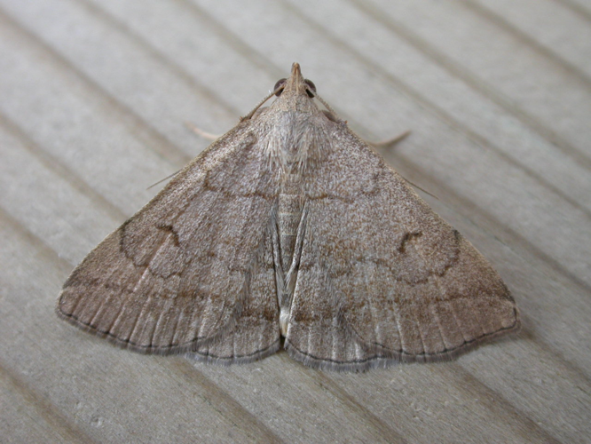 Zanclognatha lunalis.jpg &copy; Donald Hobern from Canberra, Australia