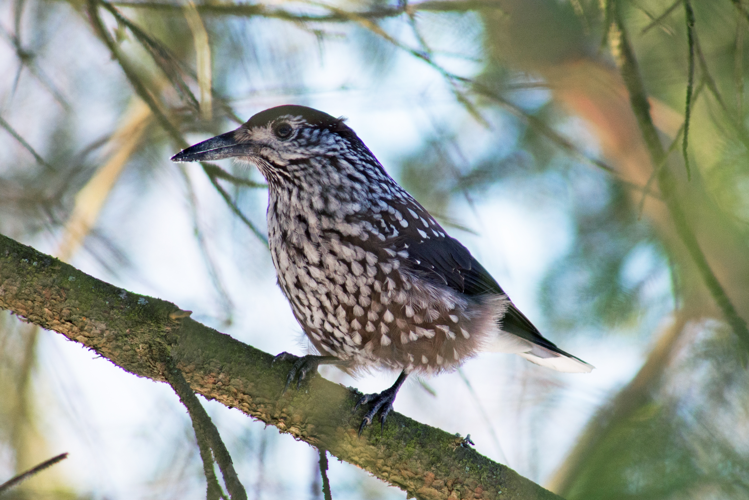 Nucifraga caryocatactes, Kotka, Finland 1.jpg &copy; Jyrki Salmi from Finland