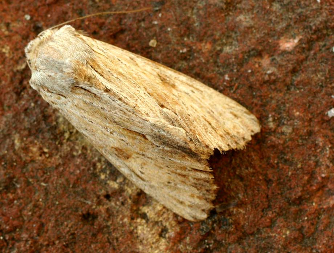 Apamea lithoxylaea01.jpg &copy; Commons