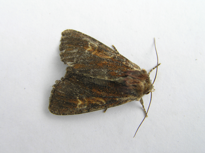 Apamea crenata FvL.jpg &copy; Fvlamoen