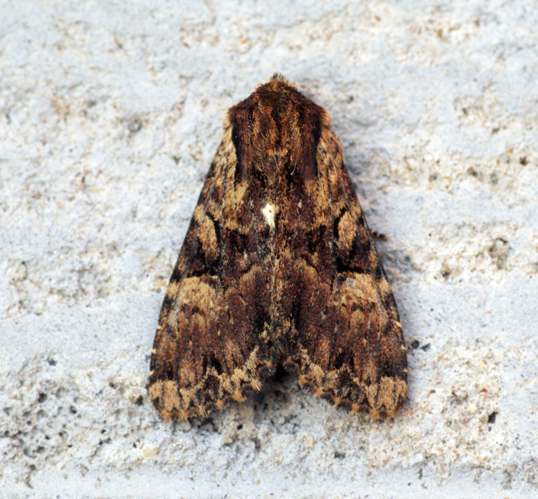 (2327) Clouded Brindle (Apamea epomidion) (9239394643).jpg &copy; Ben Sale from UK
