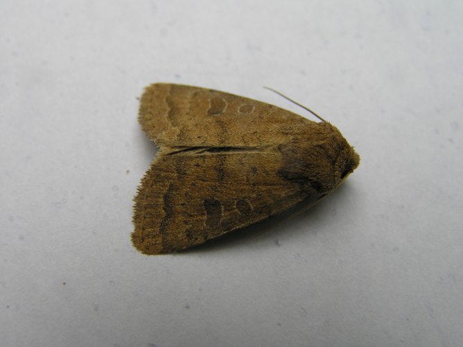 Hoplodrina octogenaria FvL.jpg &copy; Fvlamoen