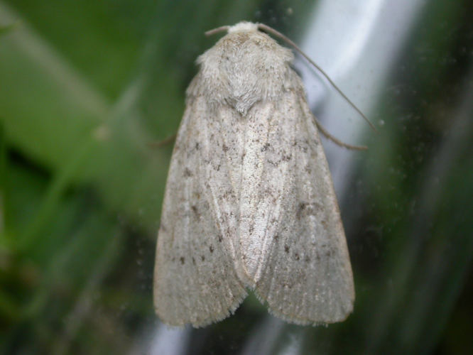 Hoplodrina respersa.jpg &copy; Donald Hobern