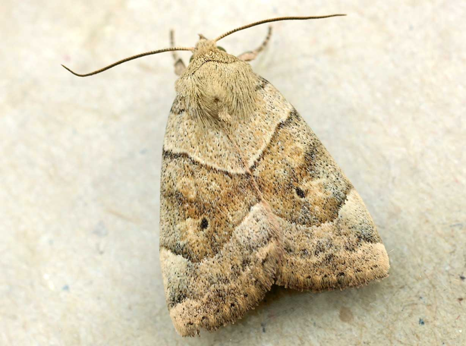 Cosmia trapezina01.jpg &copy; Commons