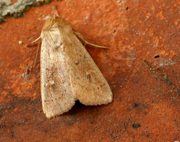 Aletia ferrago01.jpg &copy; Commons