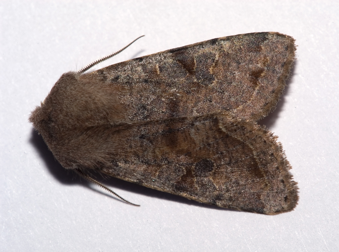 Orthosia incerta01.jpg &copy; Kulac