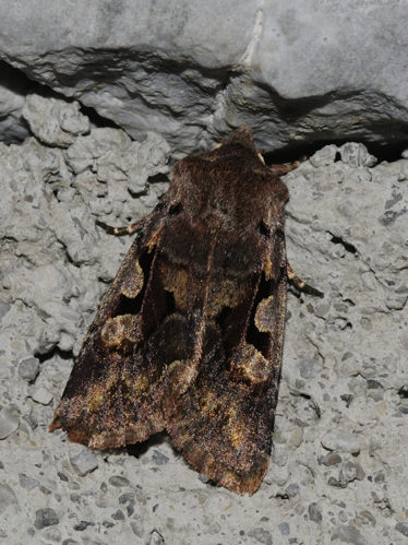 Orthosia gothica (1).JPG &copy; Myself