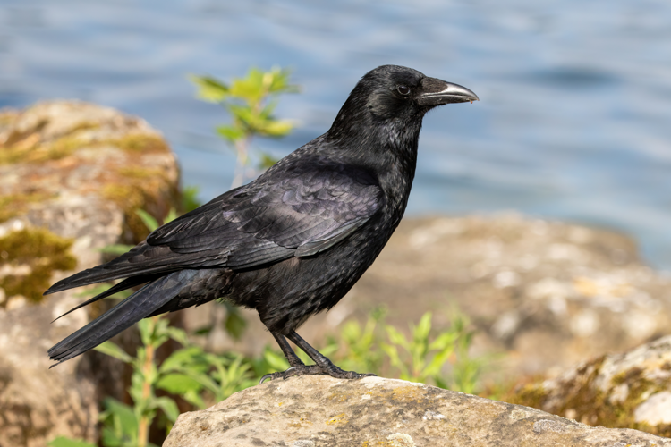Carrion crow 2022 04 05 05 02.jpg &copy; Alexis Lours