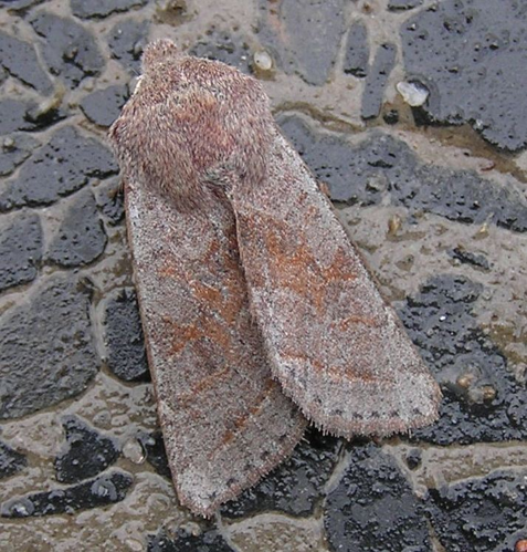 Orthosia opima2.jpg &copy; Janne Rainio