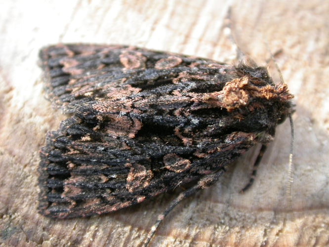 Mniotype satura.jpg &copy; Donald Hobern