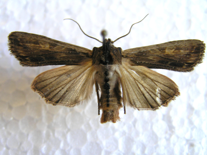 Lithophane semibrunnea.jpg &copy; Lymantria