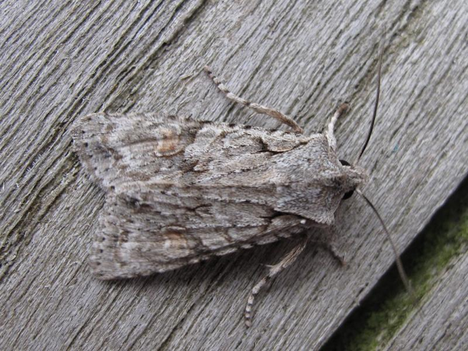 Lithophane ornitopus.jpg &copy; Dieder Plu