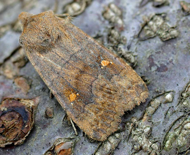 Eupsilia transversa01.jpg &copy; Commons