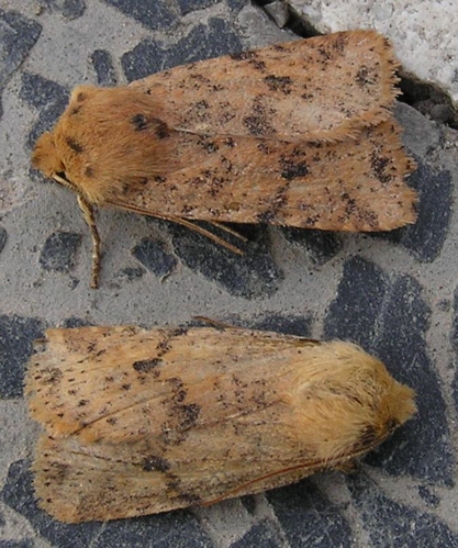 Conistra rubiginea.jpg &copy; Janne Rainio