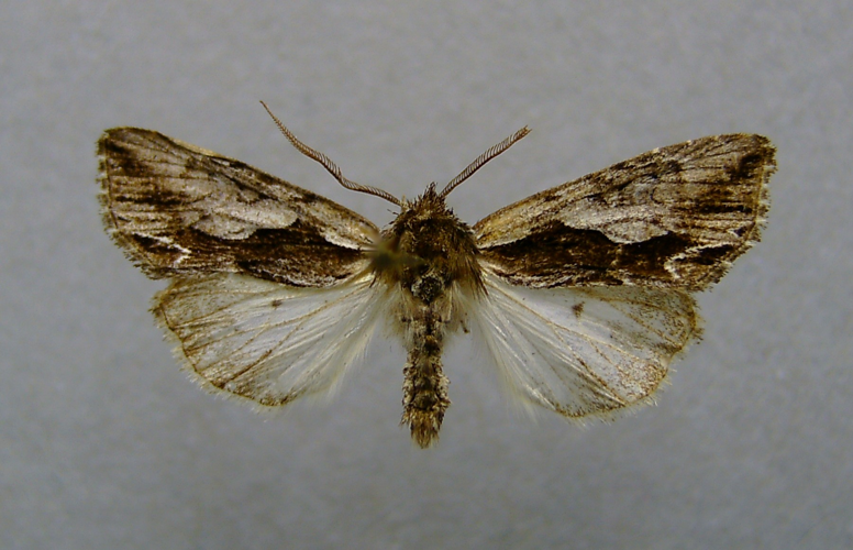 Calliergis ramosa.jpg &copy; Dumi