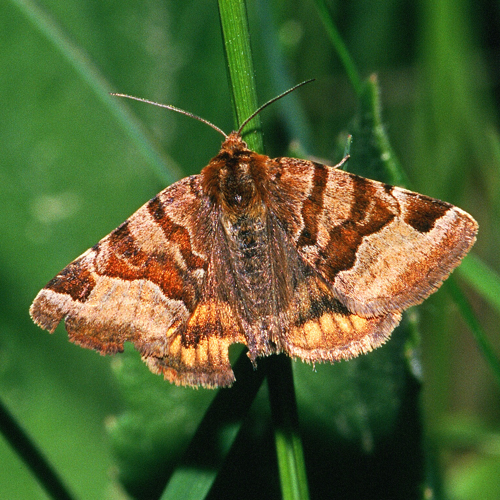 Euclidia.glyphica.2183.jpg &copy; Olei