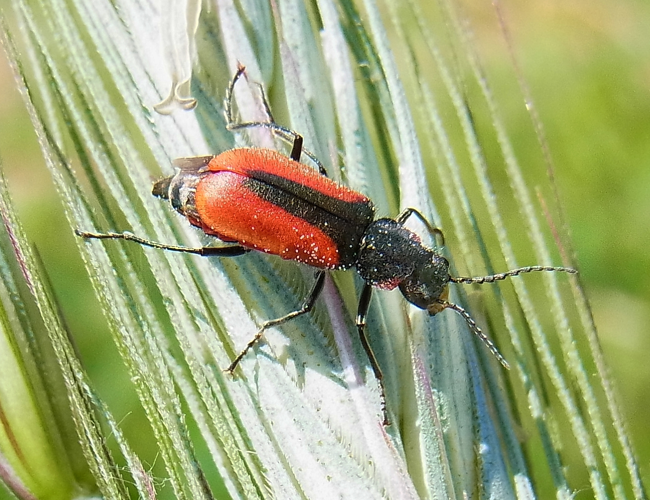 Malachius aeneus up.jpg &copy; Siga
