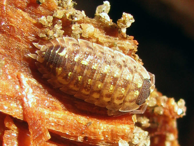 Porcellio spinicornis.jpg &copy; This image is created by user Arp at Waarneming.nl, a source of nature observations in the Netherlands.