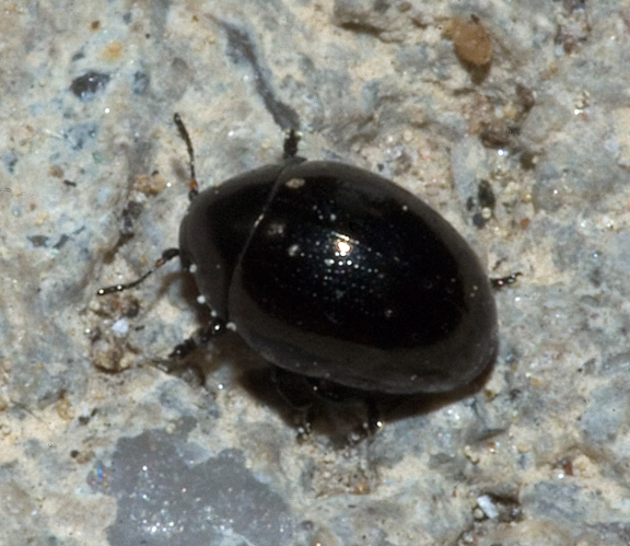 Oomorphus concolor01.jpg &copy; Commons