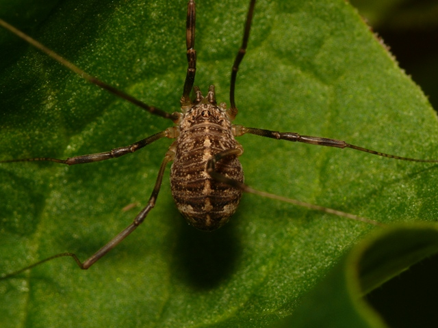 Opilio saxatilis f.jpg &copy; This image is created by user Dick Belgers at Waarneming.nl, a source of nature observations in the Netherlands.