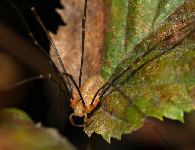 Opilio.canestrinii.male.1.jpg &copy; Sarefo