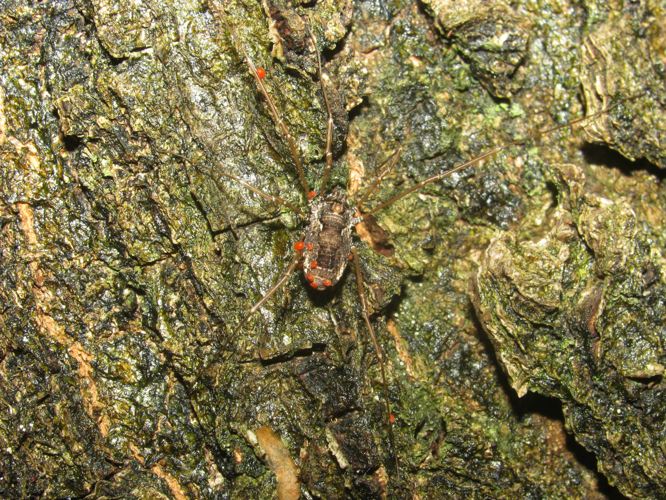 Platybunus pinetorum with mites 20090525 66.jpg &copy; Pudding4brains