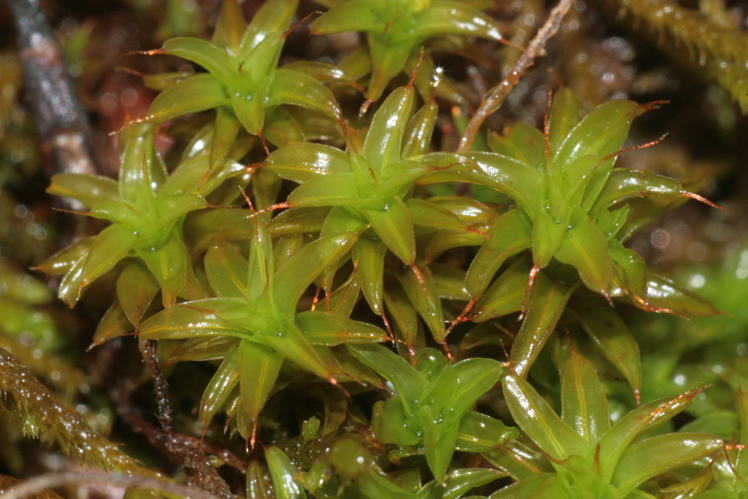 Syntrichia norvegica (a, 145544-474322) 4225.JPG &copy; HermannSchachner